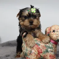 Dormammu, a male Yorkshire Terrier for sale in Los Angeles, CA – 4 of 5