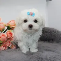 Ziggy, a male Maltese for sale in Los Angeles, CA – 2 of 5