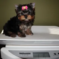Tiny girl Elfie, a female Yorkshire Terrier for sale in Los Angeles, CA – 5 of 5
