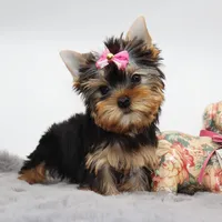 Ginger, a female Yorkshire Terrier for sale in Los Angeles, CA – 3 of 5