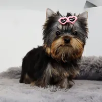Micro AKC Chery, a female Yorkshire Terrier for sale in Los Angeles, CA – 3 of 5