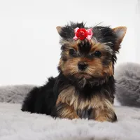 Micro Pumpkin, a female Yorkshire Terrier for sale in Los Angeles, CA – 4 of 5