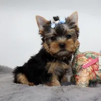 AKC Moonshine, a male Yorkshire Terrier for sale in Los Angeles, CA – 3 of 5