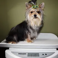 AKC Nico, a male Yorkshire Terrier for sale in Los Angeles, CA – 5 of 5