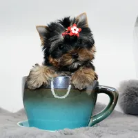 Micro girl Tootsie, a female Yorkshire Terrier for sale in Los Angeles, CA – 3 of 5