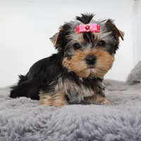 Flora, a female Yorkshire Terrier for sale in Los Angeles, CA – Photo 2 of 5