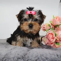 Flora, a female Yorkshire Terrier for sale in Los Angeles, CA – Photo 1 of 5