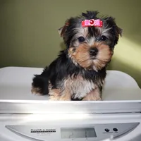 Flora, a female Yorkshire Terrier for sale in Los Angeles, CA – Photo 5 of 5