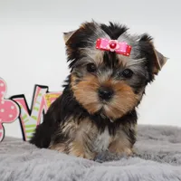 Flora, a female Yorkshire Terrier for sale in Los Angeles, CA – Photo 3 of 5