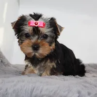 Flora, a female Yorkshire Terrier for sale in Los Angeles, CA – Photo 4 of 5