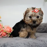 Goldie, a female Yorkshire Terrier for sale in Los Angeles, CA – 2 of 5
