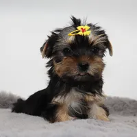 Moonpie, a female Yorkshire Terrier for sale in Los Angeles, CA – 2 of 5
