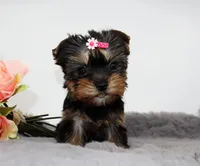Tiny Glossy, a female Yorkshire Terrier for sale in Los Angeles, CA – 4 of 5