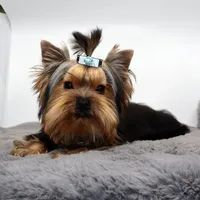 AKC Rolo, a male Yorkshire Terrier for sale in Los Angeles, CA – 4 of 5