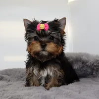 Tiny girl Elfie, a female Yorkshire Terrier for sale in Los Angeles, CA – 3 of 5