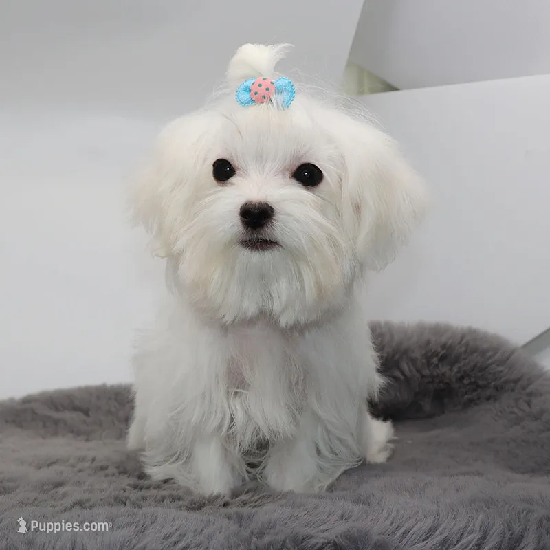 Salt – Maltese puppy for sale in Los Angeles, CA