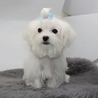 Salt, a male Maltese for sale in Los Angeles, CA – 1 of 5