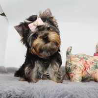 Hershey, a female Yorkshire Terrier for sale in Los Angeles, CA – 3 of 5