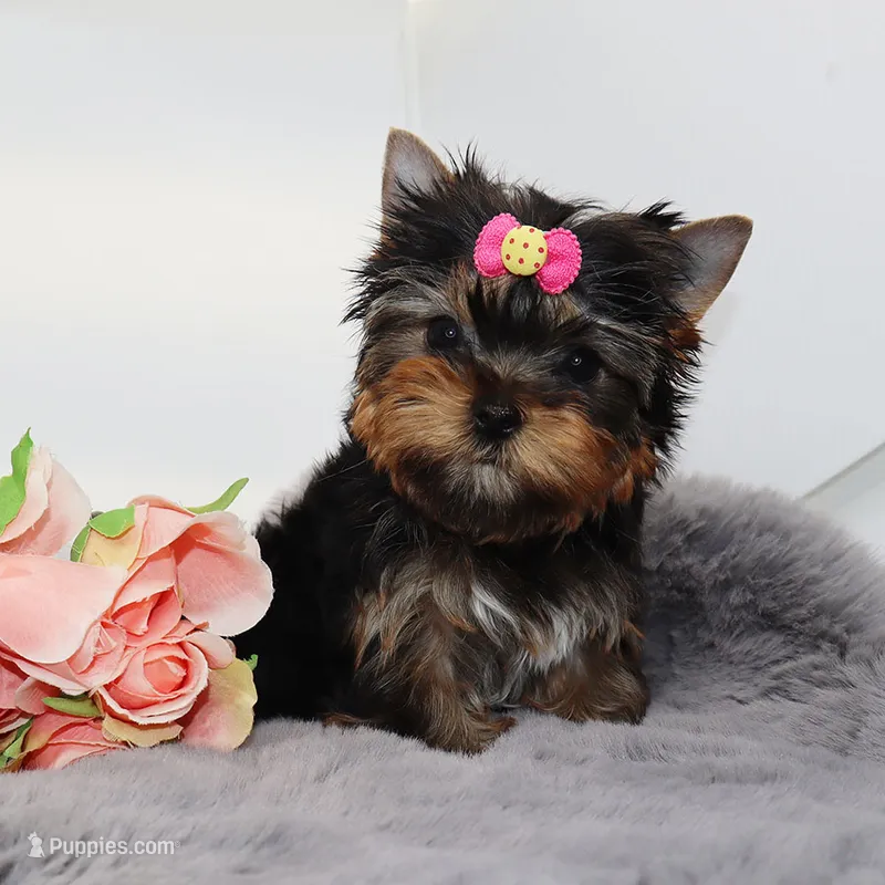 Tiny girl Elfie – Yorkshire Terrier puppy for sale in Los Angeles, CA