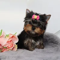 Tiny girl Elfie, a female Yorkshire Terrier for sale in Los Angeles, CA – 1 of 5
