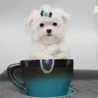 Tiny boy Rice, a male Maltese for sale in Los Angeles, CA – 4 of 5