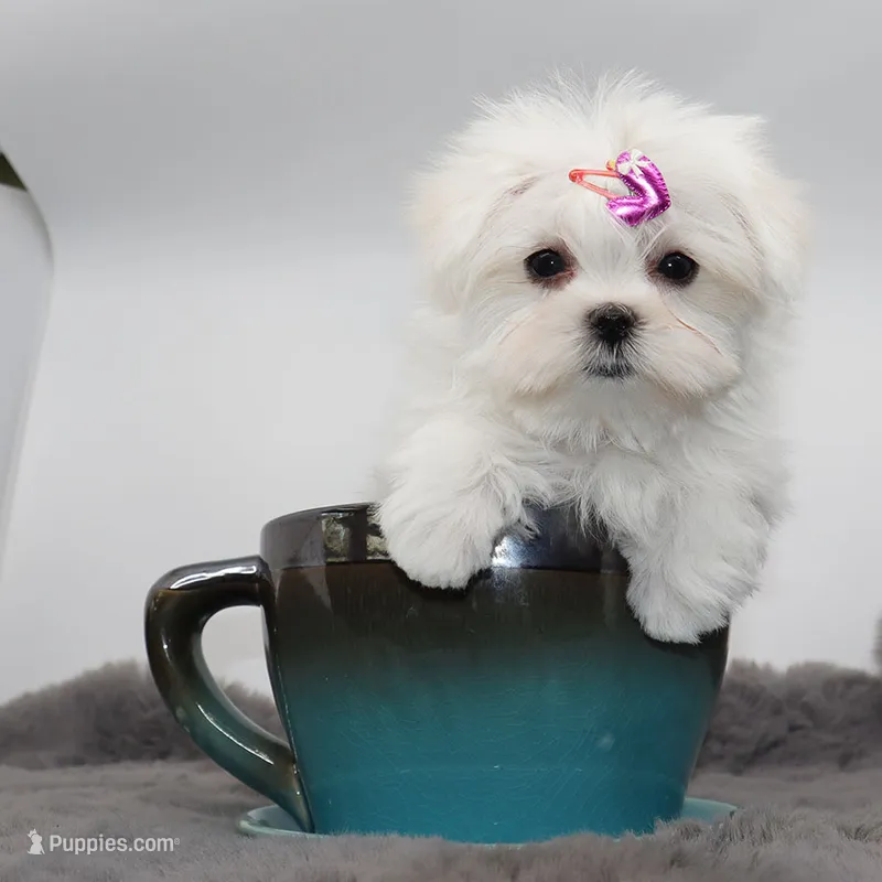 Tiny Moonflower – Maltese puppy for sale in Los Angeles, CA
