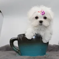 Tiny Moonflower, a female Maltese for sale in Los Angeles, CA – 1 of 4