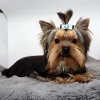 AKC Rolo, a male Yorkshire Terrier for sale in Los Angeles, CA – 2 of 5