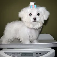 Salt, a male Maltese for sale in Los Angeles, CA – 5 of 5