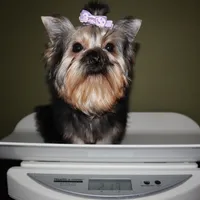 Bluey, a female Yorkshire Terrier for sale in Los Angeles, CA – 5 of 5