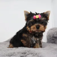 Tiny Hazel, a female Yorkshire Terrier for sale in Los Angeles, CA – 4 of 5
