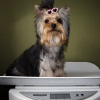 Ash, a female Yorkshire Terrier for sale in Los Angeles, CA – 5 of 5
