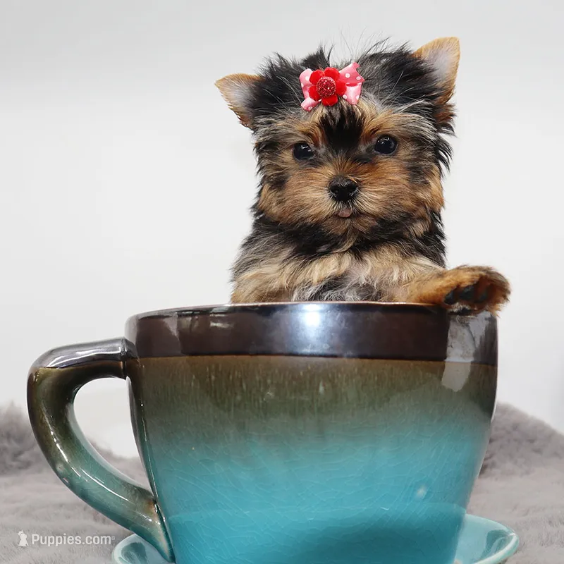 Micro Pumpkin – Yorkshire Terrier puppy for sale in Los Angeles, CA