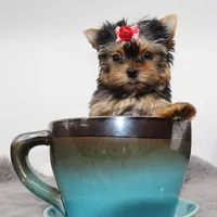 Micro Pumpkin, a female Yorkshire Terrier for sale in Los Angeles, CA – 1 of 5