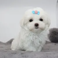 Ziggy, a male Maltese for sale in Los Angeles, CA – 3 of 5