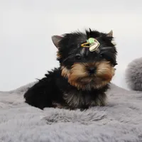 Micro boy Lucas, a male Yorkshire Terrier for sale in Los Angeles, CA – 4 of 5