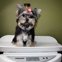 Tiny Cacao, a female Yorkshire Terrier for sale in Los Angeles, CA – 5 of 5