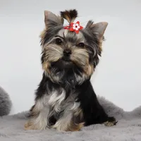 Tiny Cacao, a female Yorkshire Terrier for sale in Los Angeles, CA – 2 of 5