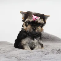 Tiny Cacao, a female Yorkshire Terrier for sale in Los Angeles, CA – Photo 1 of 5