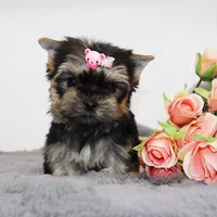 Tiny Cacao, a female Yorkshire Terrier for sale in Los Angeles, CA – Photo 3 of 5