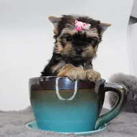 Tiny Cacao, a female Yorkshire Terrier for sale in Los Angeles, CA – Photo 2 of 5