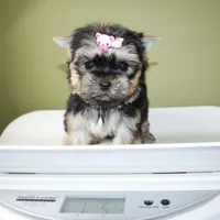 Tiny Cacao, a female Yorkshire Terrier for sale in Los Angeles, CA – Photo 5 of 5