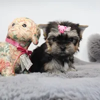 Tiny Cacao, a female Yorkshire Terrier for sale in Los Angeles, CA – Photo 4 of 5