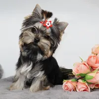 Tiny Cacao, a female Yorkshire Terrier for sale in Los Angeles, CA – 3 of 5