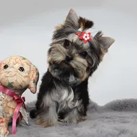 Tiny Cacao, a female Yorkshire Terrier for sale in Los Angeles, CA – 4 of 5