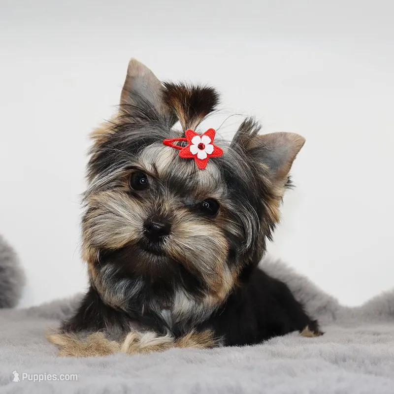 Tiny Cacao – Yorkshire Terrier puppy for sale in Los Angeles, CA