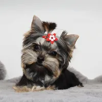 Tiny Cacao, a female Yorkshire Terrier for sale in Los Angeles, CA – 1 of 5