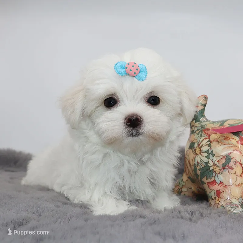 Ziggy – Maltese puppy for sale in Los Angeles, CA