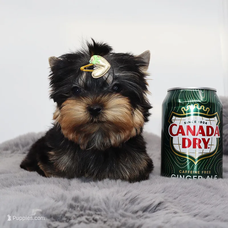 Micro boy Lucas – Yorkshire Terrier puppy for sale in Los Angeles, CA