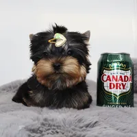 Micro boy Lucas, a male Yorkshire Terrier for sale in Los Angeles, CA – 1 of 5